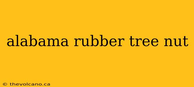 alabama rubber tree nut