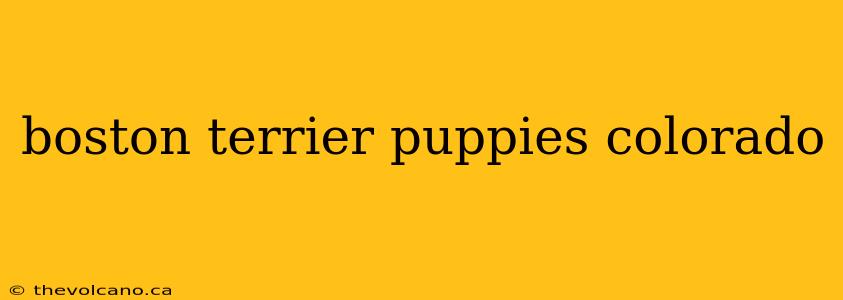boston terrier puppies colorado