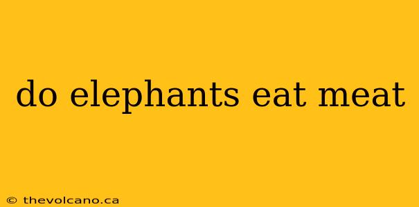 do elephants eat meat