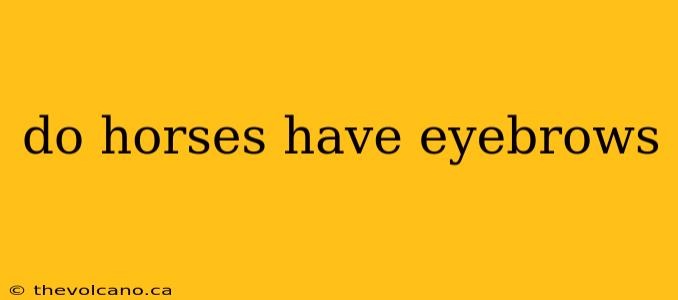 do horses have eyebrows