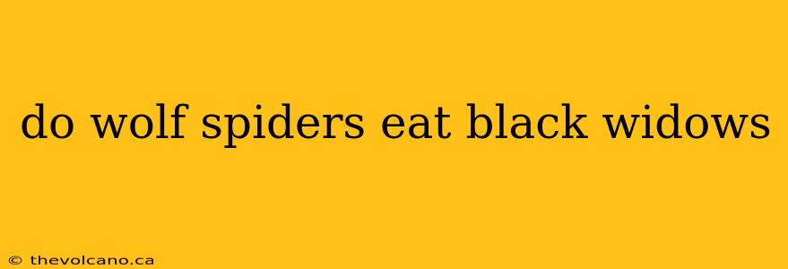 do wolf spiders eat black widows