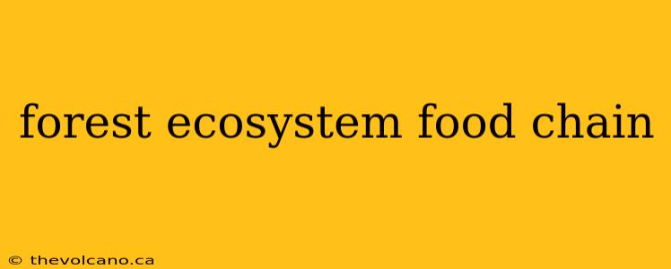 forest ecosystem food chain