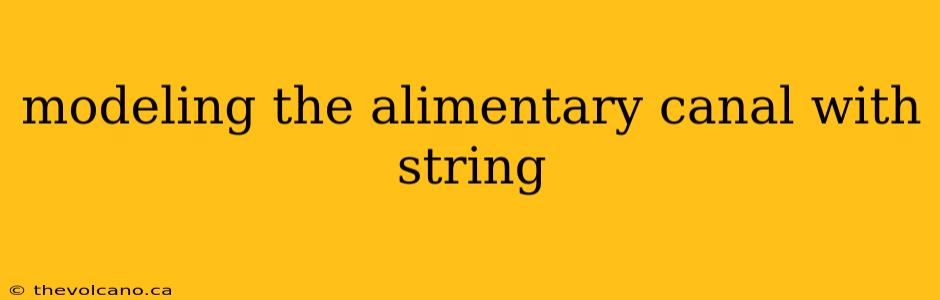 modeling the alimentary canal with string