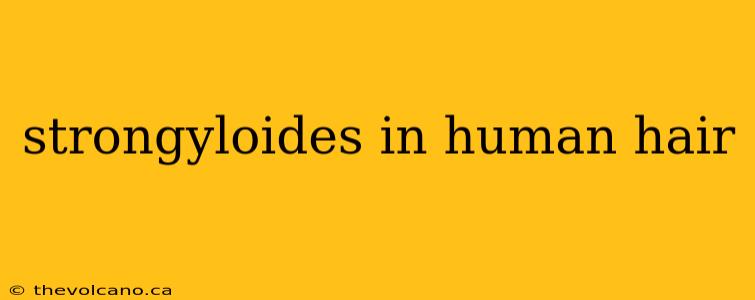 strongyloides in human hair