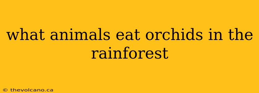 what animals eat orchids in the rainforest