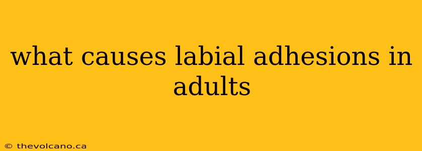 what causes labial adhesions in adults