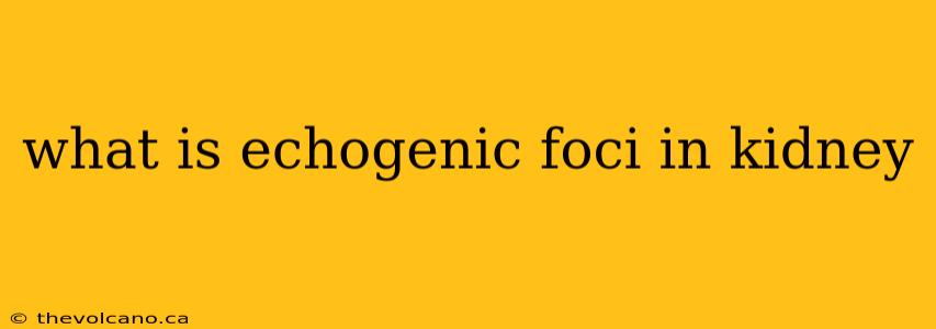 what is echogenic foci in kidney