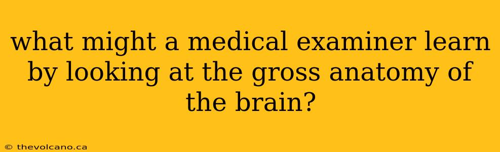 what might a medical examiner learn by looking at the gross anatomy of the brain?