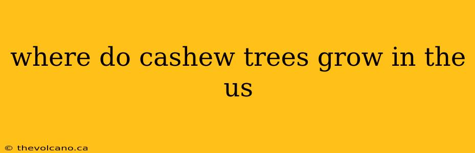 where do cashew trees grow in the us