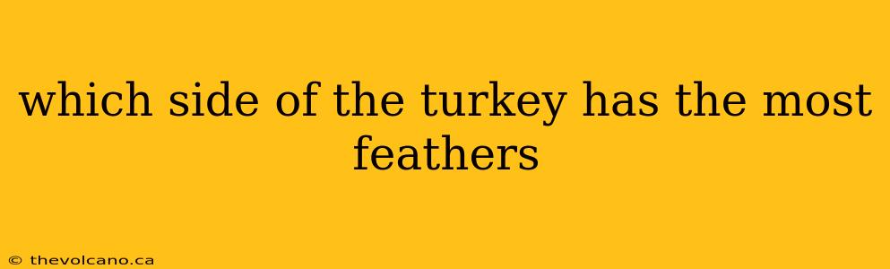 which side of the turkey has the most feathers