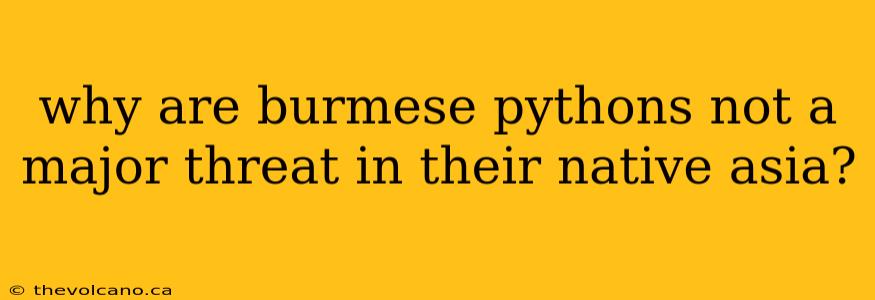 why are burmese pythons not a major threat in their native asia?